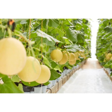 Πεπόνι INTHANON RZ F1 500 σπόρων