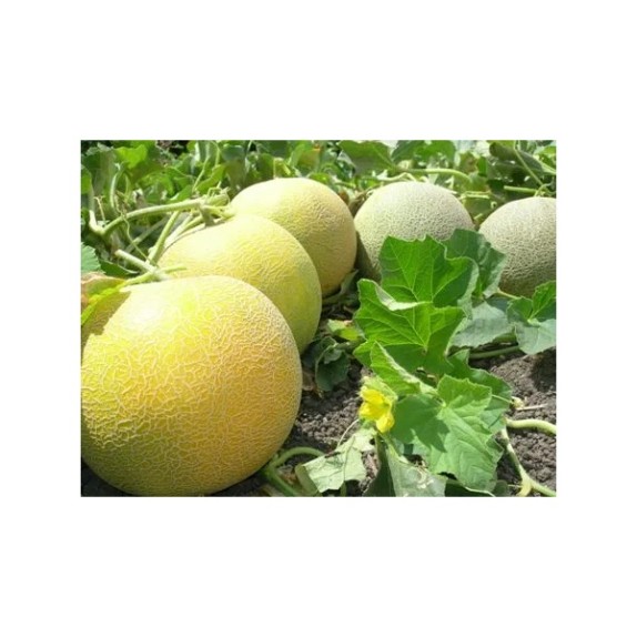 Πεπόνι MONTSENY RZ F1 500 σπόρων