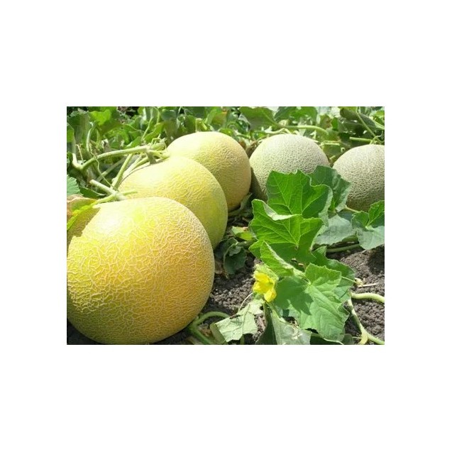 Πεπόνι MONTSENY RZ F1 500 σπόρων