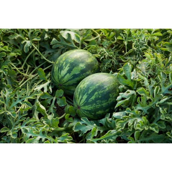 Καρπούζι ALTATA RZ F1 1000 σπόρων