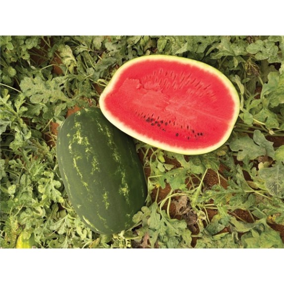 Καρπούζι BLAZER RZ F1 1000 σπόρων