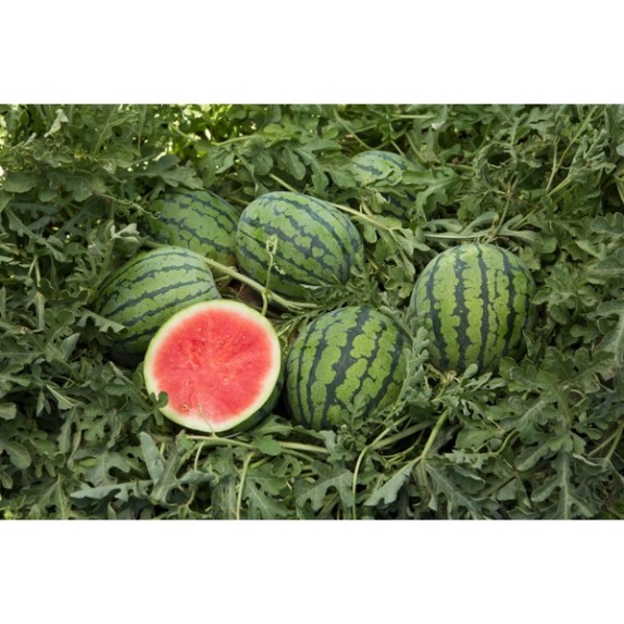 Καρπούζι CORALZINHO RZ F1 1000 σπόρων