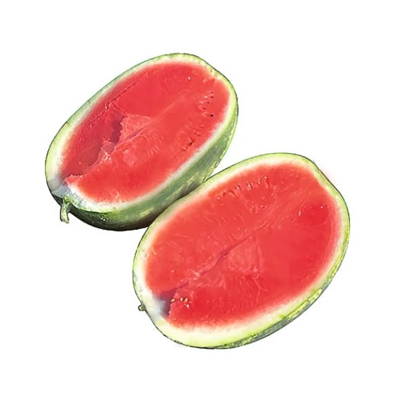 Καρπούζι MIRAMPELLO RZ F1 1000 σπόρων