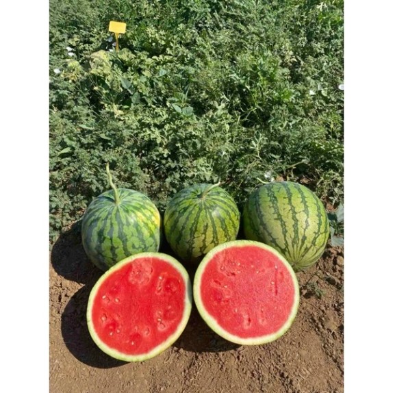Καρπούζι WINSLET RZ F1 1000 σπόρων
