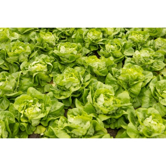 Μαρούλι Butterhead ABELLINA RZ 5000 σπόρων