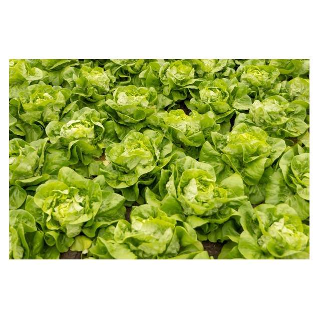 Σπόρος Μαρούλι Butterhead ABELLINA RZ 5000 σπόρων Rijk Zwaan Hellas