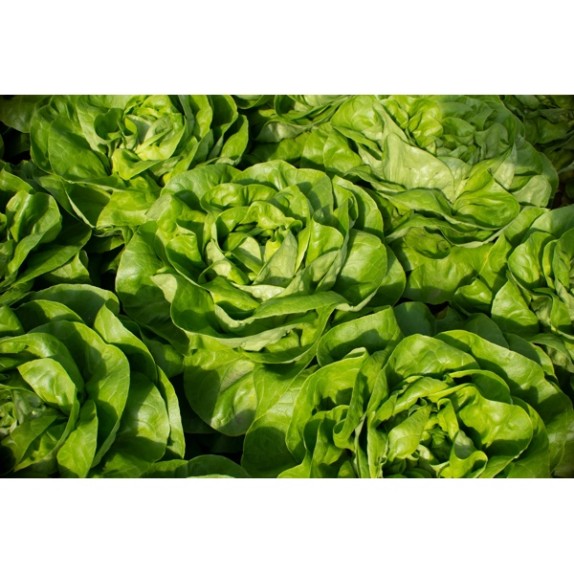 Μαρούλι Butterhead AUDA RZ 5000 σπόρων