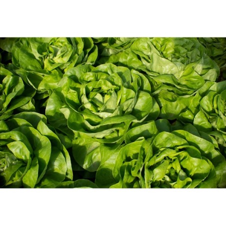 Μαρούλι Butterhead AUDA RZ 5000 σπόρων