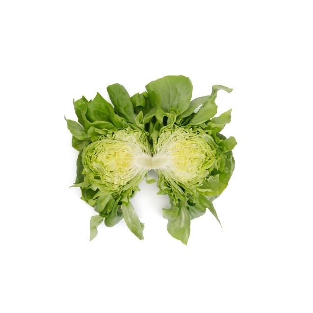 Μαρούλι Butterhead BASILIO RZ 5000 σπόρων