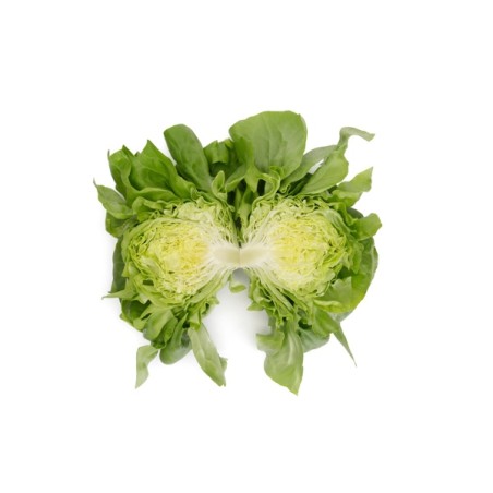 Μαρούλι Butterhead BASILIO RZ 5000 σπόρων