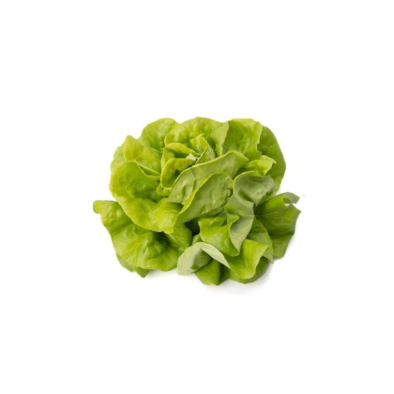 Μαρούλι Butterhead EMELDIA RZ 5000 σπόρων