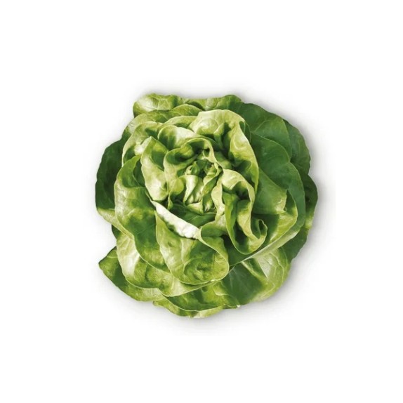 Μαρούλι Butterhead EURIDICE RZ 5000 σπόρων