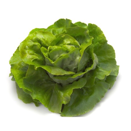 Μαρούλι Butterhead FAUSTINA RZ 5000 σπόρων