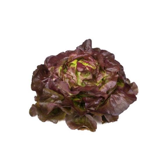 Μαρούλι Butterhead JERRICAN RZ 5000 σπόρων