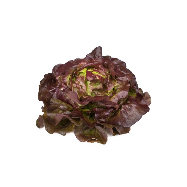 Μαρούλι Butterhead JERRICAN RZ 5000 σπόρων