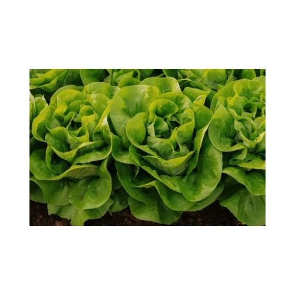 Μαρούλι Butterhead ORNELLA RZ 5000 σπόρων