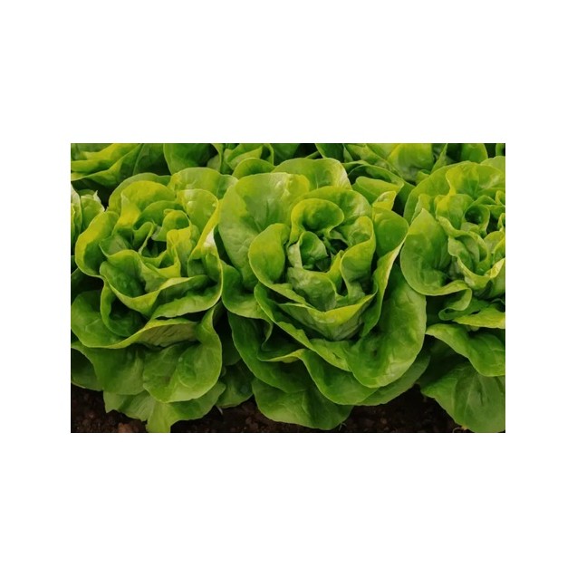 Μαρούλι Butterhead ORNELLA RZ 5000 σπόρων