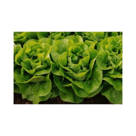 Μαρούλι Butterhead ORNELLA RZ 5000 σπόρων