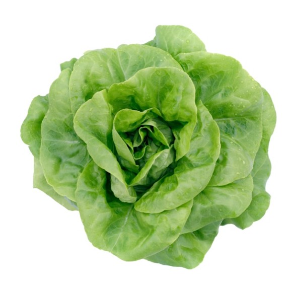 Μαρούλι Butterhead SINTIA RZ 5000 σπόρων