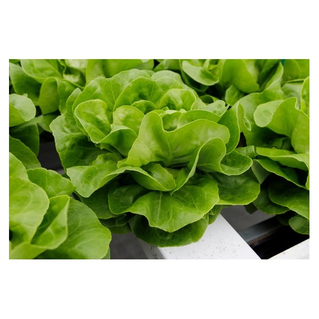 Μαρούλι Butterhead SOLUTRIA RZ 5000 σπόρων