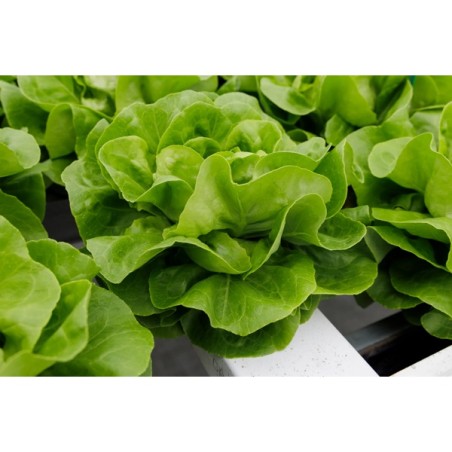 Μαρούλι Butterhead SOLUTRIA RZ 5000 σπόρων