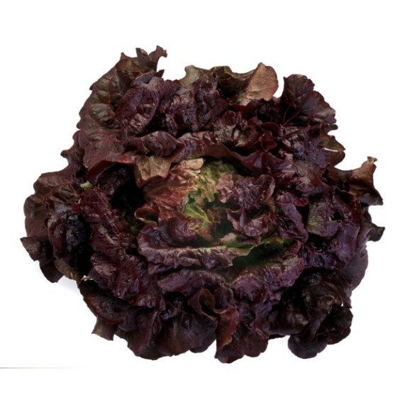 Μαρούλι Batavia CHEROKEE RZ 5000 σπόρων