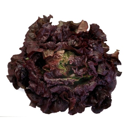 Μαρούλι Batavia CHEROKEE RZ 5000 σπόρων