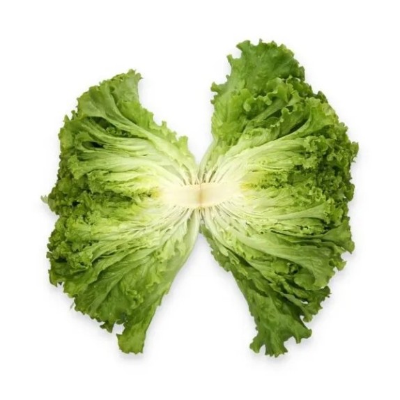 Μαρούλι Batavia COMEDION RZ 5000 σπόρων