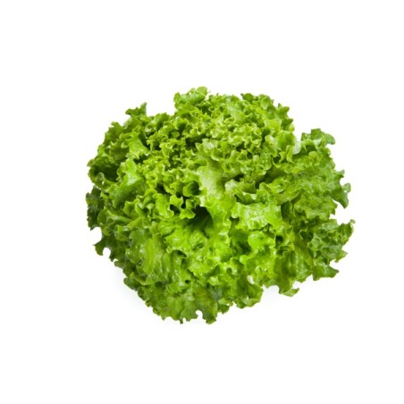 Μαρούλι Batavia GRAZION RZ 5000 σπόρων