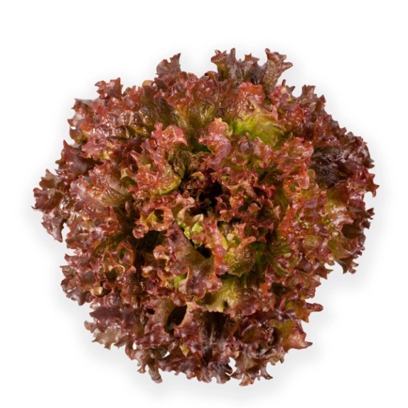 Μαρούλι Batavia LOUXAL RZ 5000 σπόρων