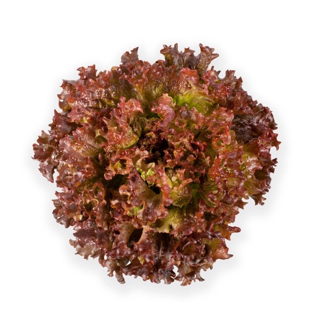 Μαρούλι Batavia LOUXAL RZ 5000 σπόρων