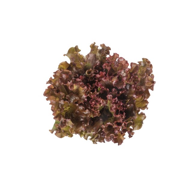 Μαρούλι Batavia ORBITAL RZ 5000 σπόρων