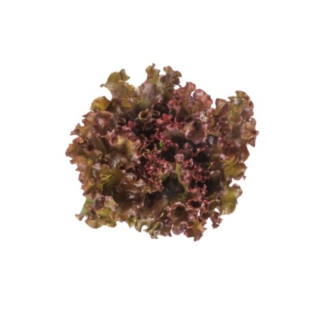 Μαρούλι Batavia ORBITAL RZ 5000 σπόρων