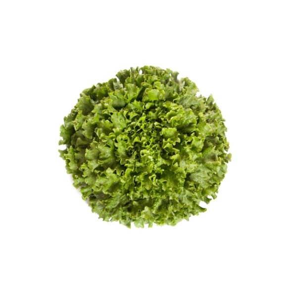 Μαρούλι Batavia STATION RZ 5000 σπόρων