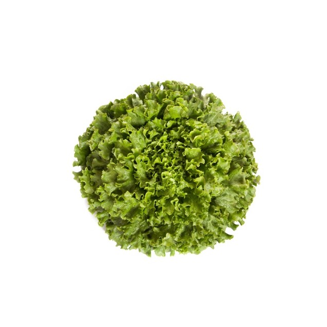 Μαρούλι Batavia STATION RZ 5000 σπόρων