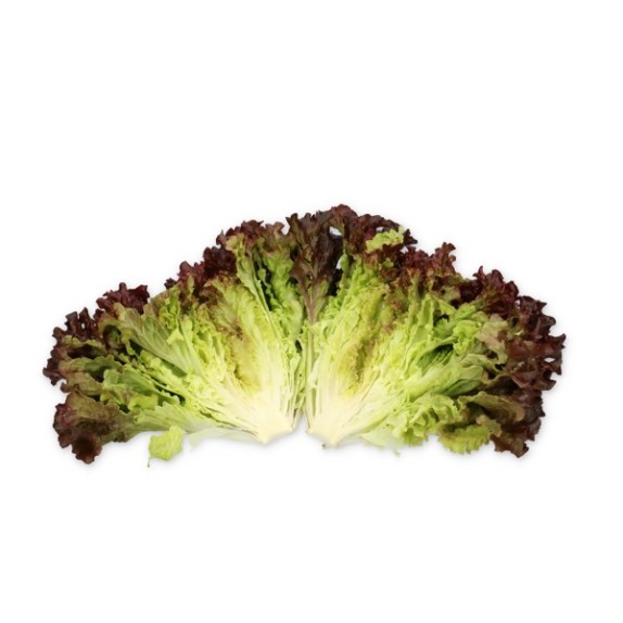 Μαρούλι Batavia TRIVAL RZ 5000 σπόρων