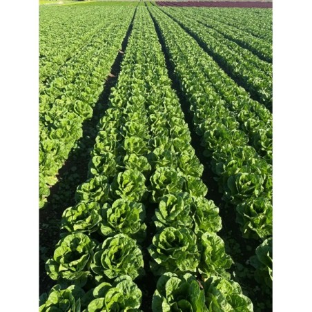 Μαρούλι Romana Cos BALTIUS RZ Knox™ 5000 σπόρων