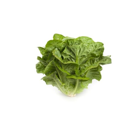 Μαρούλι Romana Cos CLAUDIUS RZ 5000 σπόρων