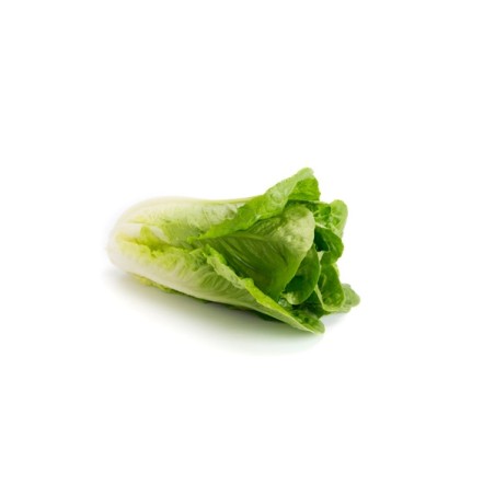 Μαρούλι Romana Cos CORTAZAR RZ 5000 σπόρων