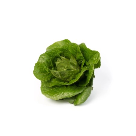 Μαρούλι Romana Cos MAXIMUS RZ 5000 σπόρων