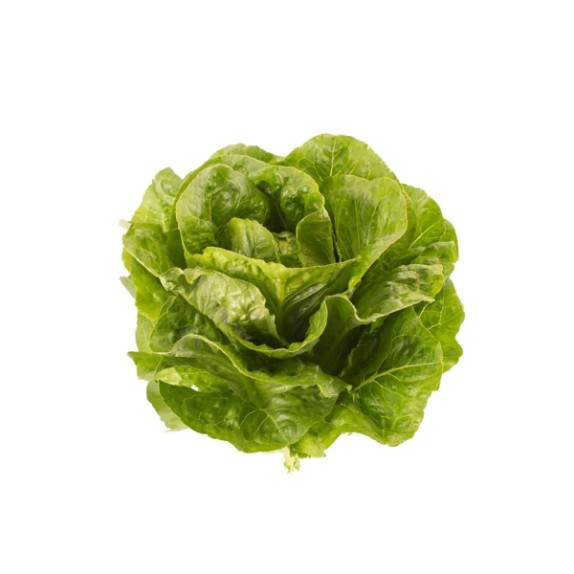 Μαρούλι Romana Cos PUBLIUS RZ 5000 σπόρων