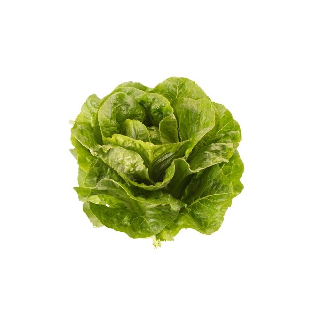 Μαρούλι Romana Cos PUBLIUS RZ 5000 σπόρων