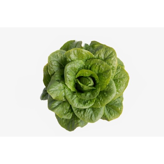 Μαρούλι Romana Cos SAMPEDRO RZ 5000 σπόρων