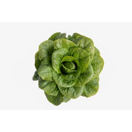 Μαρούλι Romana Cos SAMPEDRO RZ 5000 σπόρων