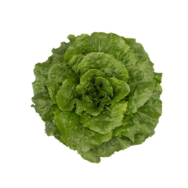 Μαρούλι Romana Cos TACITUS RZ 5000 σπόρων