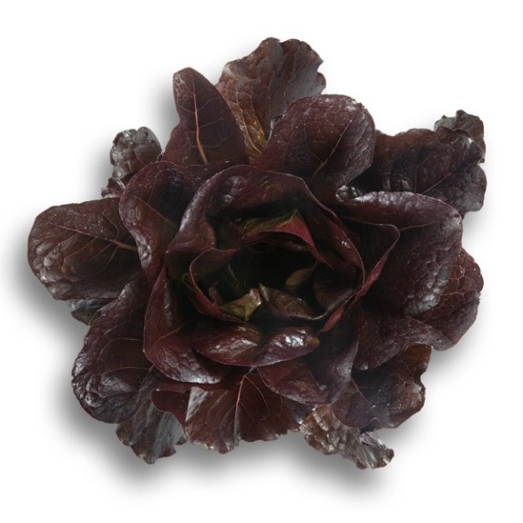 Μαρούλι Romana Cos THURINUS RZ 5000 σπόρων