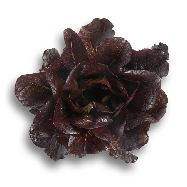 Μαρούλι Romana Cos THURINUS RZ 5000 σπόρων