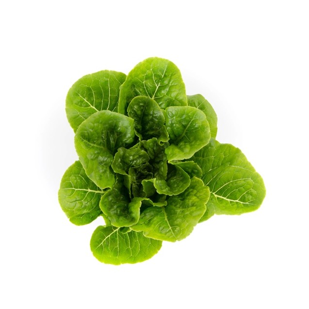 Μαρούλι Romana Cos TIBERIUS RZ 5000 σπόρων