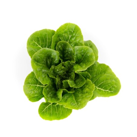 Μαρούλι Romana Cos TIBERIUS RZ 5000 σπόρων