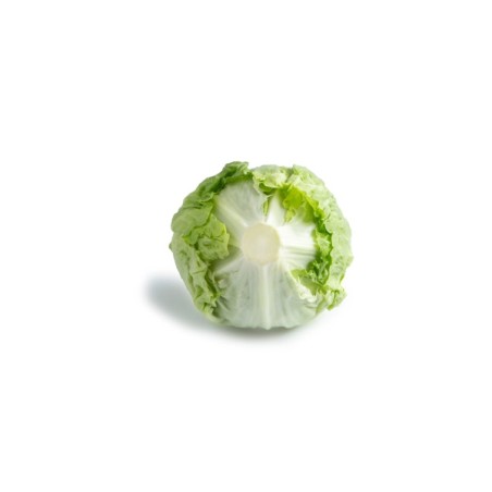 Μαρούλι Iceberg ADANAS RZ Knox™ 5000 σπόρων